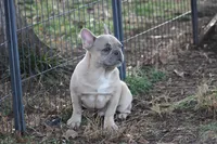 Aiden, a male French Bulldog for sale in Weaubleau, MO – Photo 3 of 10