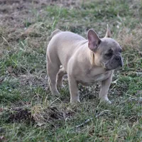 Aiden, a male French Bulldog for sale in Weaubleau, MO – Photo 7 of 10