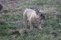 Aiden, a male French Bulldog for sale in Weaubleau, MO – Photo 5 of 10