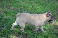 Aiden, a male French Bulldog for sale in Weaubleau, MO – Photo 2 of 10