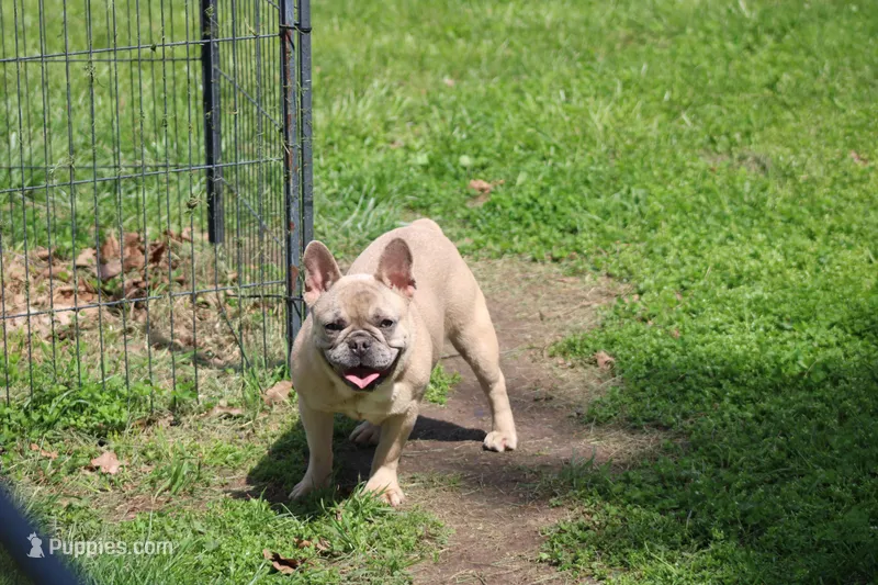 Aiden – French Bulldog puppy for sale in Weaubleau, MO