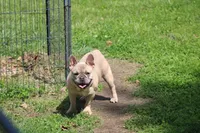 Aiden, a male French Bulldog for sale in Weaubleau, MO – Photo 1 of 10