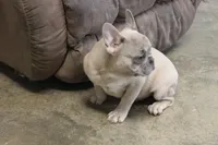 Aiden, a male French Bulldog for sale in Weaubleau, MO – Photo 8 of 10