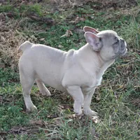 Aiden, a male French Bulldog for sale in Weaubleau, MO – Photo 6 of 10