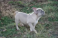 Aiden, a male French Bulldog for sale in Weaubleau, MO – Photo 4 of 10