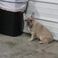 Aiden, a male French Bulldog for sale in Weaubleau, MO – Photo 10 of 10