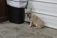 Aiden, a male French Bulldog for sale in Weaubleau, MO – Photo 9 of 10