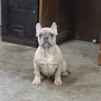 Aiden, a male French Bulldog for sale in Weaubleau, MO – Photo 9 of 10