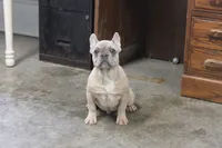 Aiden, a male French Bulldog for sale in Weaubleau, MO – Photo 7 of 10