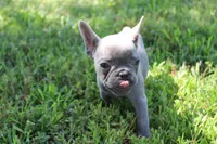 Niles, a male French Bulldog for sale in Weaubleau, MO – 5 of 10