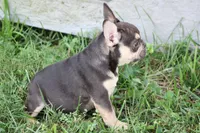 Nathe, a male French Bulldog for sale in Weaubleau, MO – 8 of 10