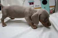 Polly, a female Miniature Dachshund for sale in Weaubleau, MO – 2 of 10