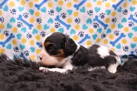Teagan, a female Cavalier King Charles Spaniel for sale in Weaubleau, MO – 3 of 9