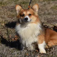 Scout Fluffy, a male Pembroke Welsh Corgi for sale in Weaubleau, MO – Photo 2 of 6
