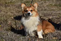 Scout Fluffy, a male Pembroke Welsh Corgi for sale in Weaubleau, MO – Photo 2 of 6