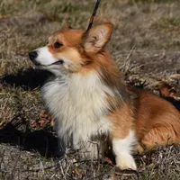 Scout Fluffy, a male Pembroke Welsh Corgi for sale in Weaubleau, MO – Photo 6 of 6