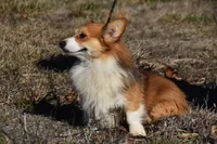 Scout Fluffy, a male Pembroke Welsh Corgi for sale in Weaubleau, MO – Photo 6 of 6
