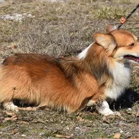 Scout Fluffy, a male Pembroke Welsh Corgi for sale in Weaubleau, MO – Photo 5 of 6