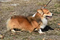 Scout Fluffy, a male Pembroke Welsh Corgi for sale in Weaubleau, MO – Photo 5 of 6