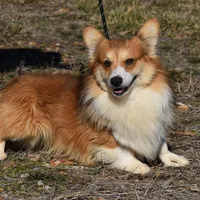 Scout Fluffy, a male Pembroke Welsh Corgi for sale in Weaubleau, MO – Photo 3 of 6