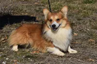 Scout Fluffy, a male Pembroke Welsh Corgi for sale in Weaubleau, MO – Photo 3 of 6