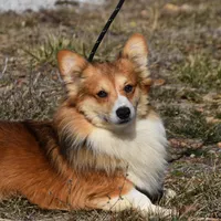 Scout Fluffy, a male Pembroke Welsh Corgi for sale in Weaubleau, MO – Photo 1 of 6