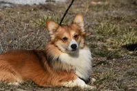 Scout Fluffy, a male Pembroke Welsh Corgi for sale in Weaubleau, MO – Photo 1 of 6