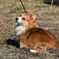 Scout Fluffy, a male Pembroke Welsh Corgi for sale in Weaubleau, MO – Photo 4 of 6