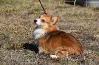 Scout Fluffy, a male Pembroke Welsh Corgi for sale in Weaubleau, MO – Photo 4 of 6