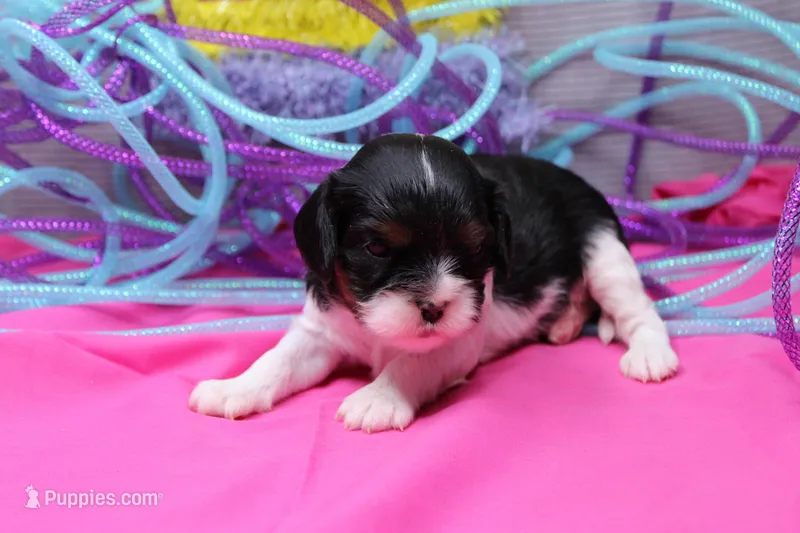 Teagan – Cavalier King Charles Spaniel puppy for sale in Weaubleau, MO