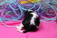 Teagan, a female Cavalier King Charles Spaniel for sale in Weaubleau, MO – Photo 6 of 7