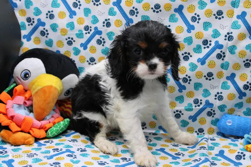 Teagan – Cavalier King Charles Spaniel puppy for sale in Weaubleau, MO