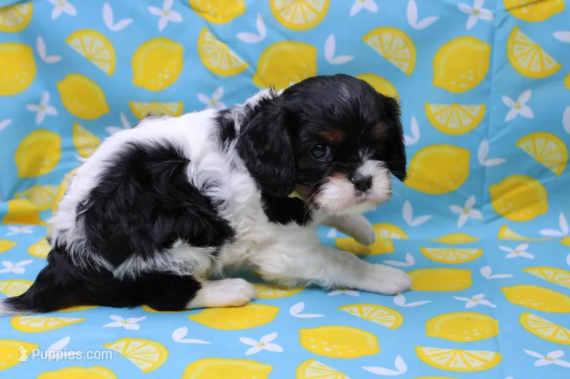 Teagan – Cavalier King Charles Spaniel puppy for sale in Weaubleau, MO