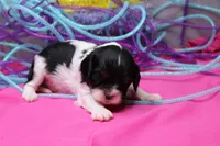 Teagan, a female Cavalier King Charles Spaniel for sale in Weaubleau, MO – Photo 2 of 7