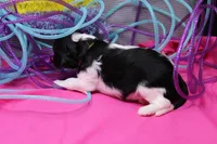 Teagan, a female Cavalier King Charles Spaniel for sale in Weaubleau, MO – Photo 7 of 7