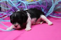 Teagan, a female Cavalier King Charles Spaniel for sale in Weaubleau, MO – Photo 4 of 7