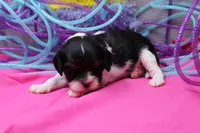 Teagan, a female Cavalier King Charles Spaniel for sale in Weaubleau, MO – Photo 3 of 7