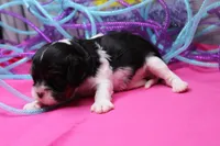 Teagan, a female Cavalier King Charles Spaniel for sale in Weaubleau, MO – Photo 5 of 7