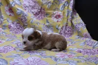 Wilbur, a male Cavalier King Charles Spaniel for sale in Weaubleau, MO – 4 of 4