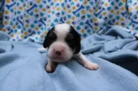 Teagan, a female Cavalier King Charles Spaniel for sale in Weaubleau, MO – 5 of 9