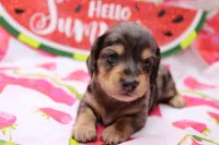 Sully, a male Miniature Dachshund for sale in Weaubleau, MO – 2 of 10