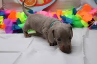 Parker, a male Miniature Dachshund for sale in Weaubleau, MO – 9 of 9