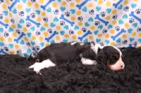 Tinsley, a female Cavalier King Charles Spaniel for sale in Weaubleau, MO – 7 of 9