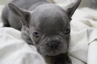 Cedric, a male French Bulldog for sale in Weaubleau, MO – 2 of 9