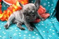 Pietro, a male French Bulldog for sale in Weaubleau, MO – 4 of 6