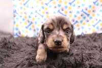 Sparrow, a male Miniature Dachshund for sale in Weaubleau, MO – 8 of 9