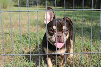 Noble, a male French Bulldog for sale in Weaubleau, MO – 1 of 10