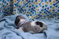 Sagan, a male Miniature Dachshund for sale in Weaubleau, MO – 7 of 9
