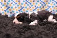 Treasure, a female Cavalier King Charles Spaniel for sale in Weaubleau, MO – 3 of 8