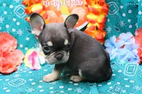 Noble, a male French Bulldog for sale in Weaubleau, MO – 8 of 9